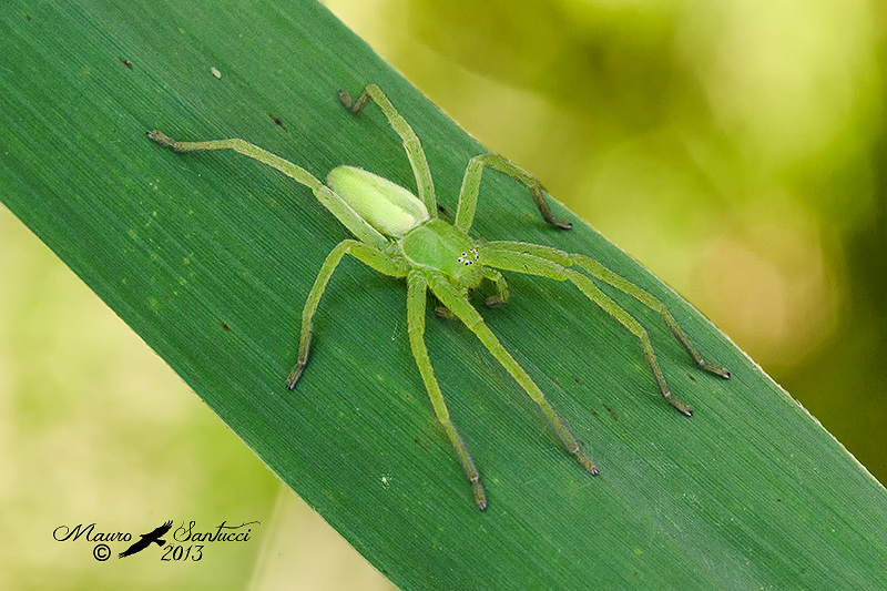 Micrommata virescens - Giardino di Ninfa (LT)